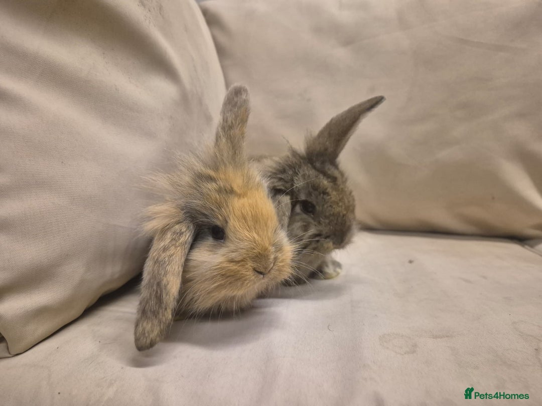 Mini Lion Lop rabbits for sale: Mini Lion Lops Ready in 2 weeks 🩷🩵 - Advert 5
