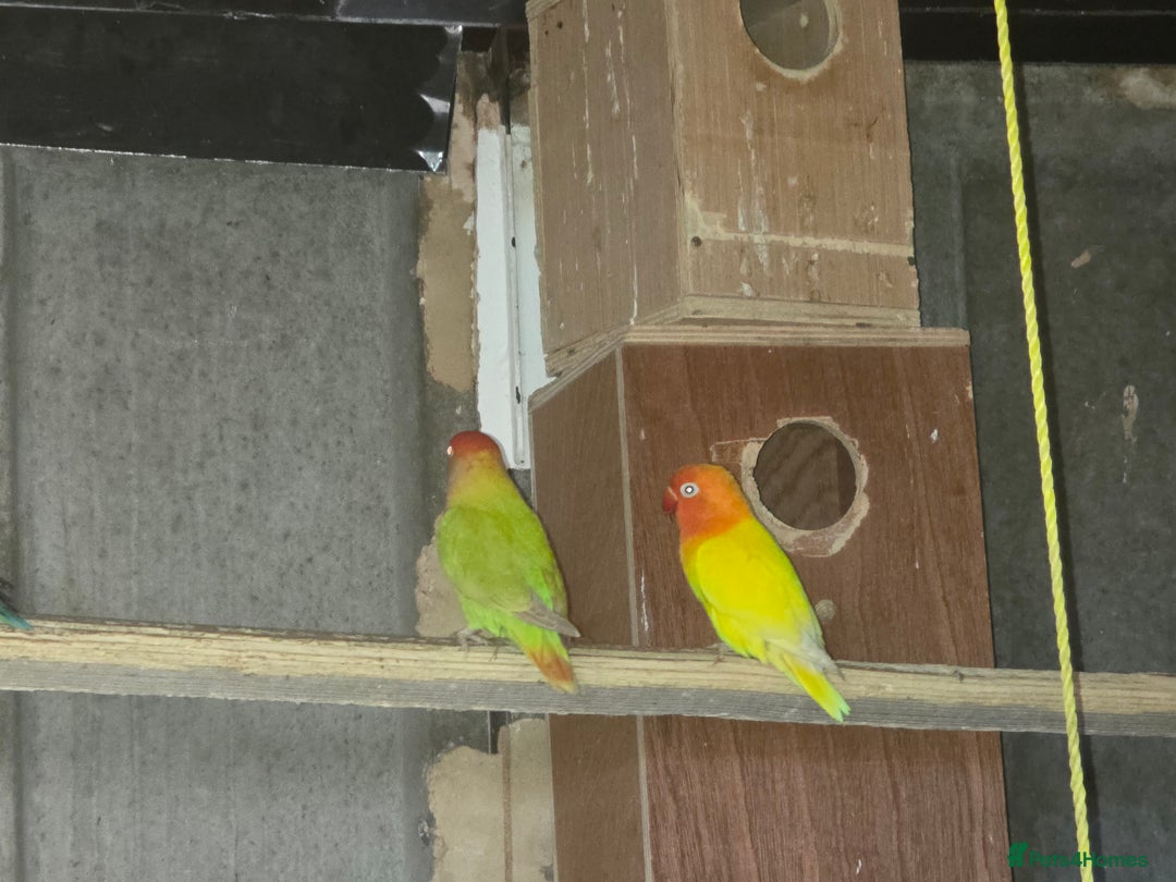 Lovebirds birds for sale: Aviary love birds  - Advert 3