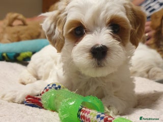 Maltipoo dogs - Advert 2