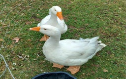 Geese poultry for sale: 2 Pilgrim geese - Image 1