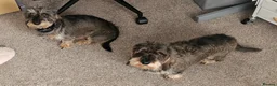 Dachshund dogs for sale: Minature Wire Haired Dachshunds Needing Rehoming - Advert 3