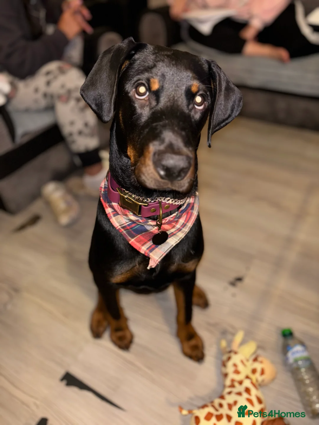 Dobermann dogs for sale: Male Rottweiler X Dobermann FOR SALE - Advert 4