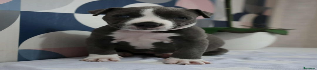 American Bull Staffy Puppy 1