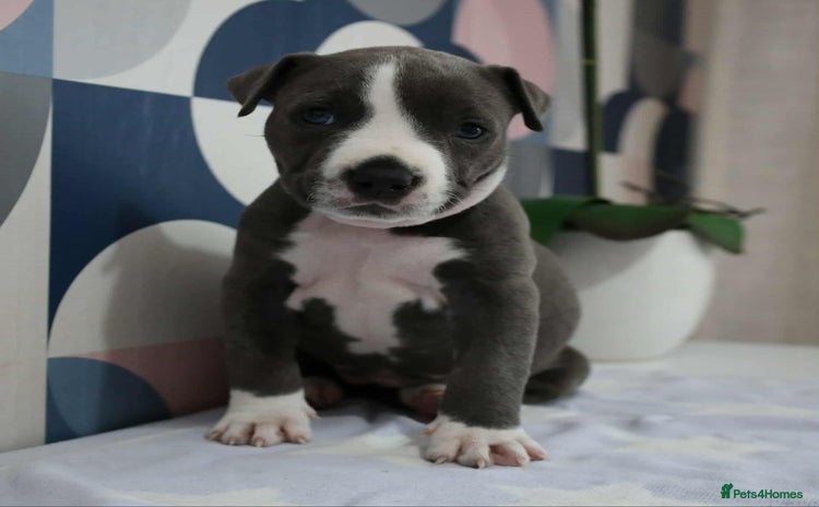 American Bull Staffy dogs - Advert 1