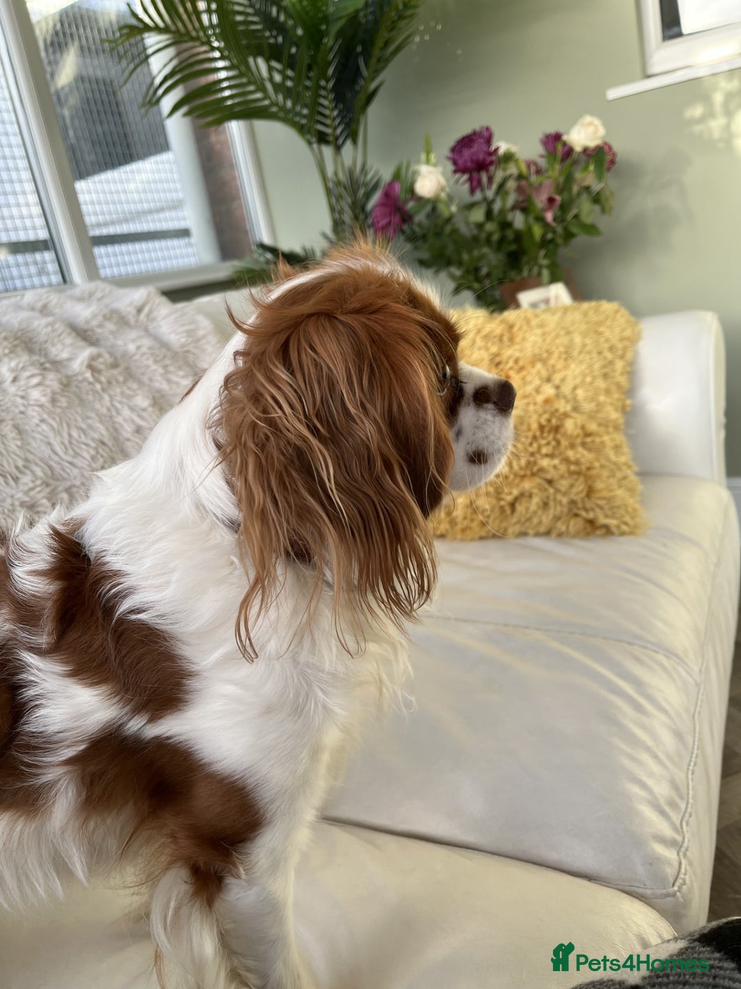 Cavalier King Charles Spaniel dogs for stud: Chocolate KC Health Tested Blenheim Stud - Advert 7