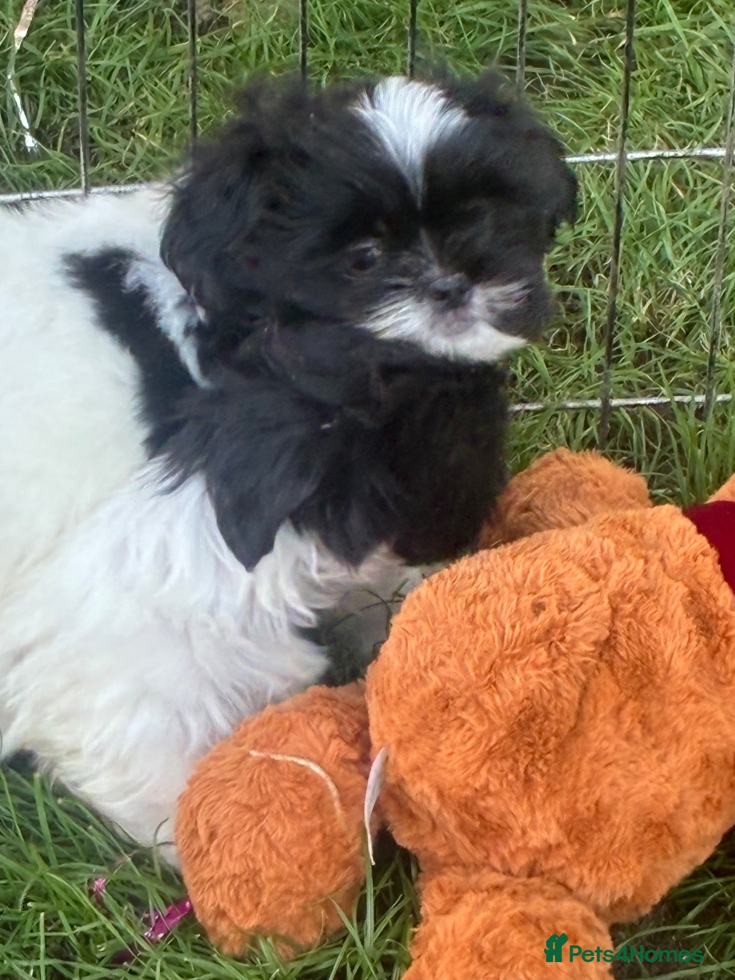 Shih Tzu dogs Stunning shihtzu puppies boys left - Advert 1