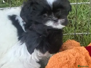 Shih Tzu dogs Stunning shihtzu puppies boys left - Advert 1