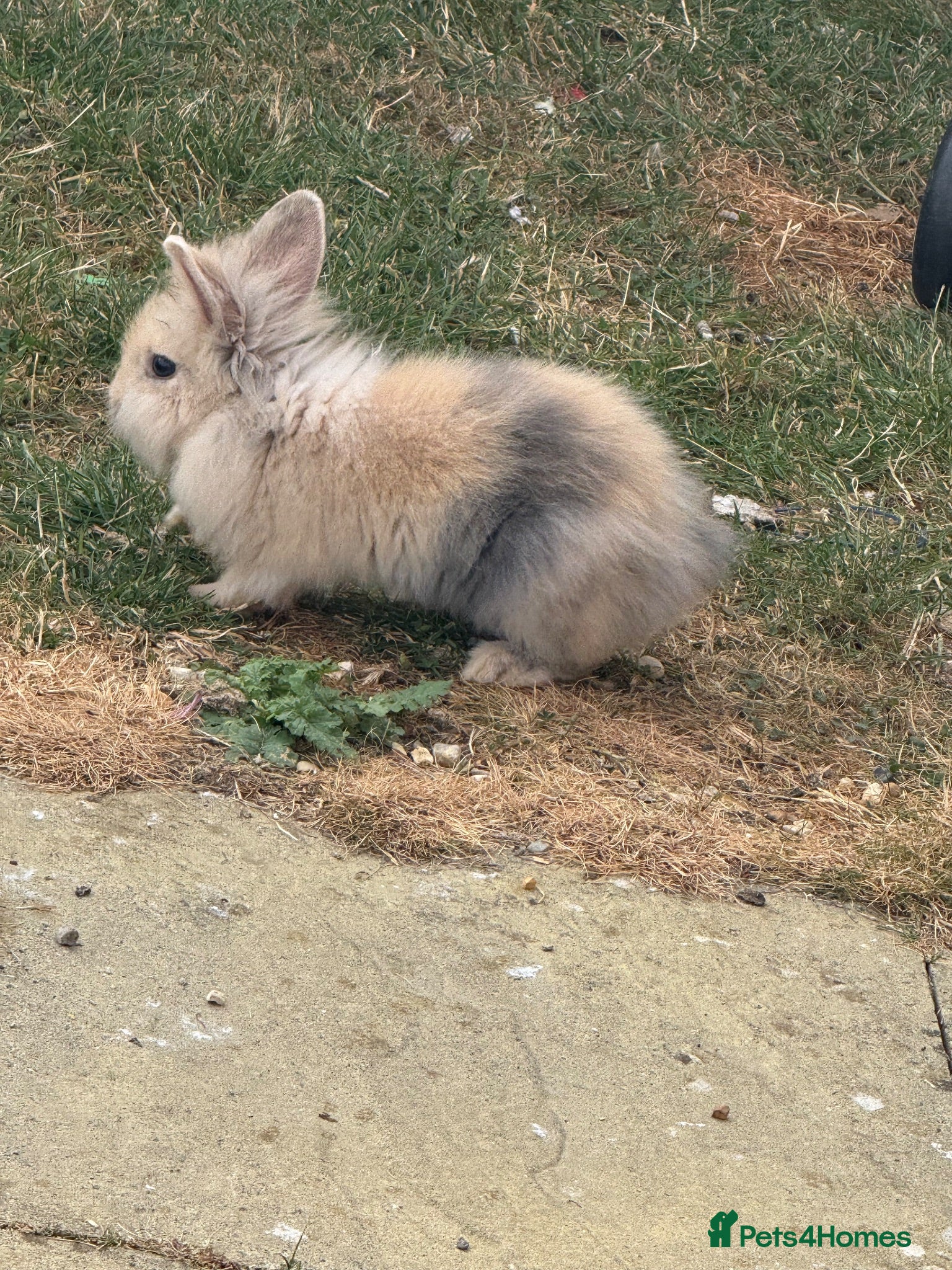 Mixed Breed rabbits Rabbits for sale  - Advert 20