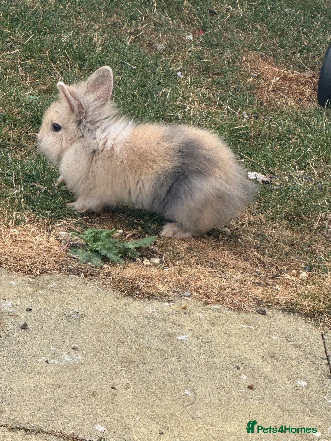 Mixed Breed rabbits for sale: Rabbits for sale  - Advert 2
