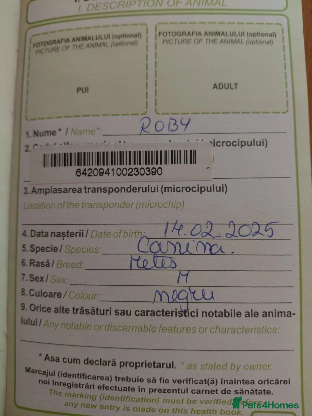 Mixed Breed dogs for adoption: ROBY, a superb puppy boy - for a Loving Home  - Advert 31