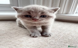 British Shorthair cats for sale: Beautiful British Shorthair Kittens  - Image 9