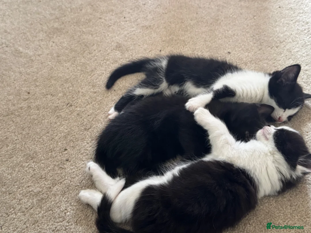 Mixed Breed cats for sale: Beautiful,cute,platoul,full of energy in Maidstone - Advert 15