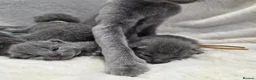 Russian Blue cats for sale: Purebred Russian Blue Kittens - Advert 7