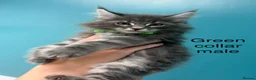 Maine Coon cats for sale: Main coon kittens blue smoke/grey silver tabby’s - Advert 8