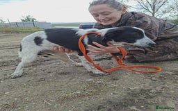 Mixed Breed dogs for adoption: Pumpkin - North Walsham Norfolk  - Image 3