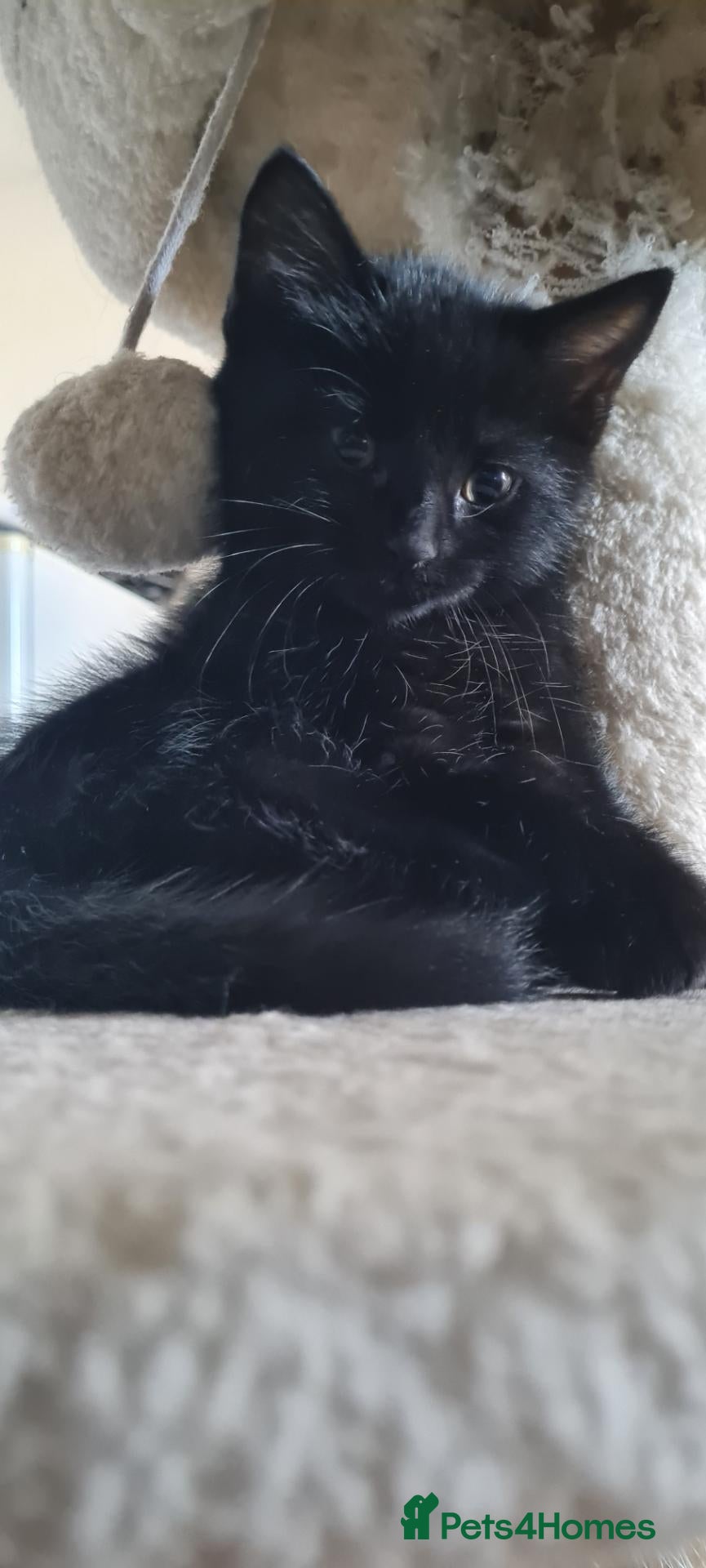 Mixed Breed cats for sale:  2 cute black girls  looking for a forever home - Advert 2