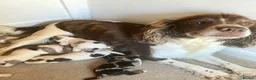 Cocker Spaniel dogs for sale: Cocker spaniel puppies - Advert 2