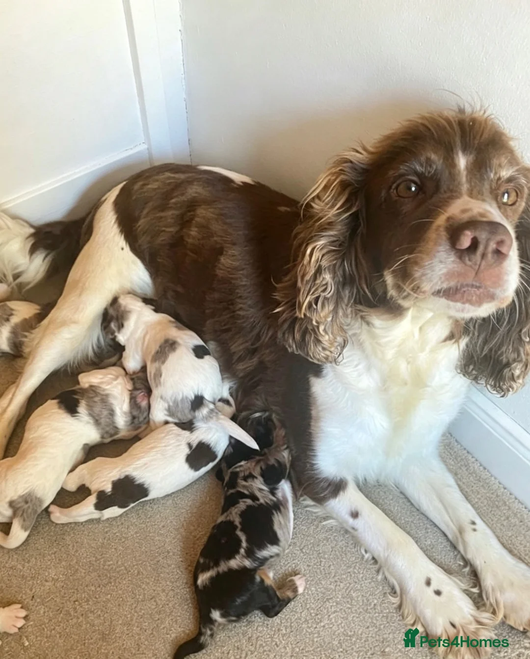 Cocker Spaniel dogs for sale: Cocker spaniel puppies - Advert 2