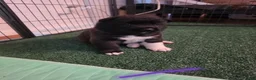 Akita dogs for sale: KC registered American Akita puppies - Advert 9