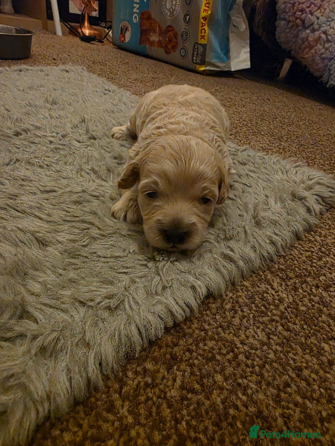 Maltipoo dogs for sale: 🐾 Beautiful Maltipoo Puppies  - Advert 10