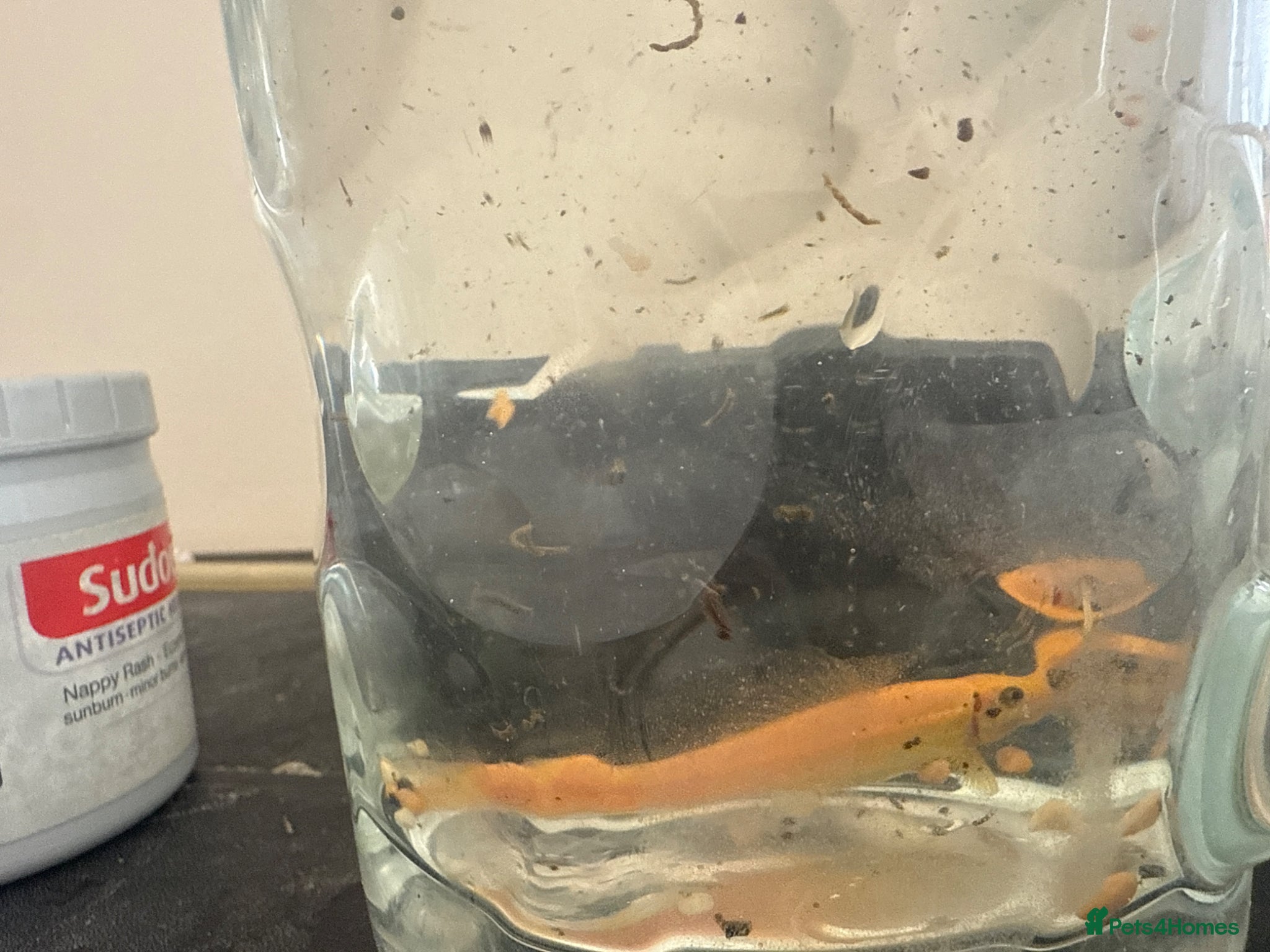 Loaches fish Gold loach up for trade  - Advert 2