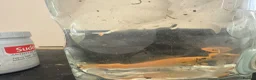 Loaches fish for sale: Gold loach up for trade  in Redditch - Advert 1