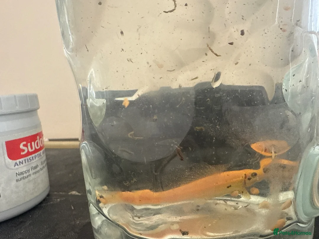 Loaches fish for sale: Gold loach up for trade  in Redditch - Advert 1