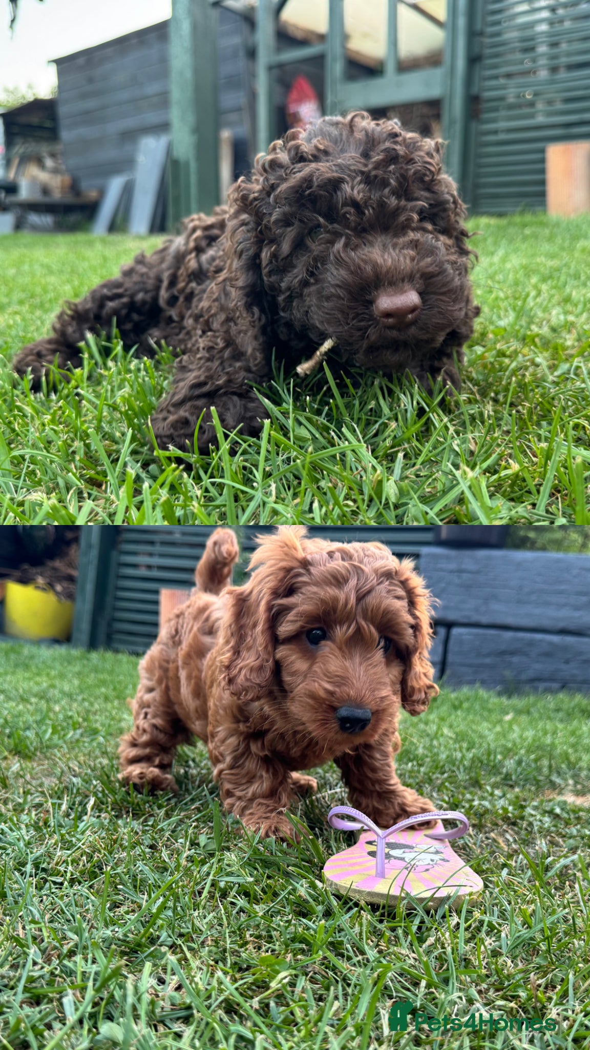 Cockapoo dogs READY NOW FOR THEIR FOREVER HOMES - Advert 17