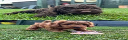 Cockapoo dogs for sale: READY NOW STUNNING CURLY CHOCOLATE MALE - Advert 2
