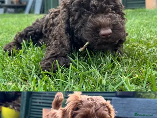 Cockapoo dogs READY NOW FOR THEIR FOREVER HOMES - Advert 17