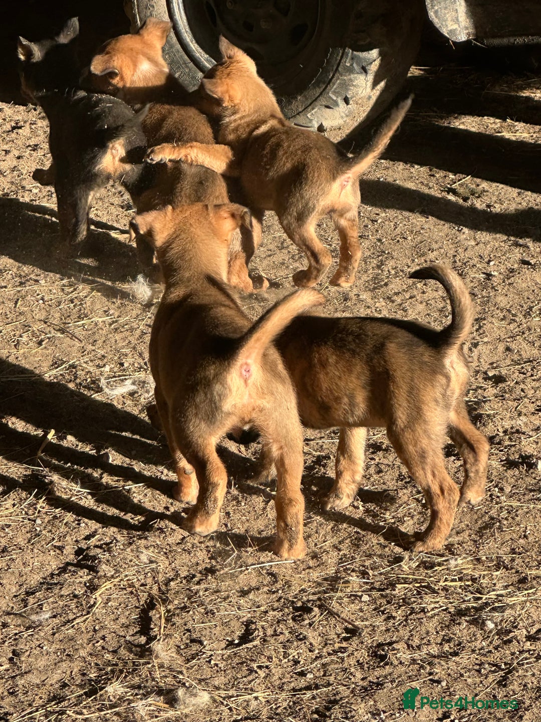 Mixed Breed dogs for sale: Kelpie x Collie puppies - Advert 3