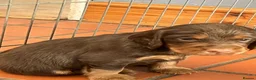 Cocker Spaniel dogs for sale: Quality Working Cocker Spaniel Pups KC reg - Advert 16