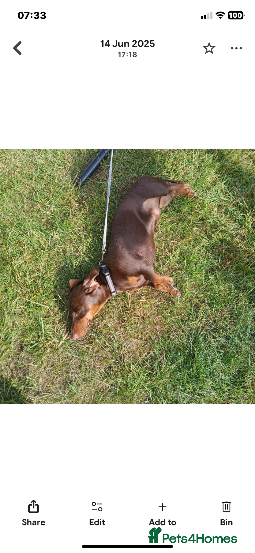 Dachshund dogs for sale: Rolo the miniature dachshund - Image 4