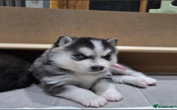 Pomsky dogs for stud: Stunning icy blue eyed F2 Pomsky stud proven  in Dunstable - Image 12