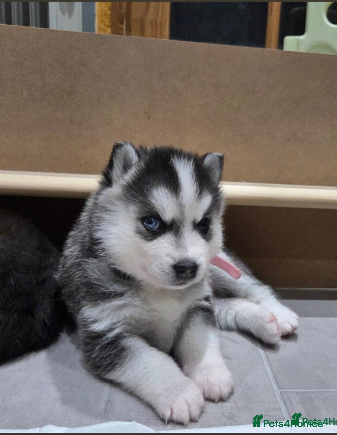 Pomsky dogs for stud: Stunning icy blue eyed F2 Pomsky stud proven  in Dunstable - Image 12