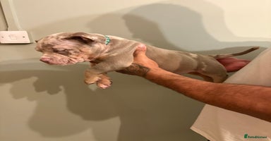 American Bully dogs READY TO LEAVE ABKC Pocket Bully Male - Advert 1