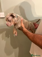 American Bully dogs READY TO LEAVE ABKC Pocket Bully Male - Advert 3