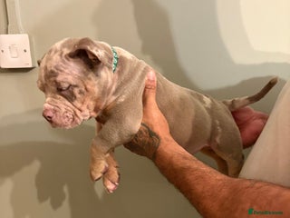 American Bully dogs LAST MALE NOW READY TO LEAVE ABKC Pocket Bully - Advert 4
