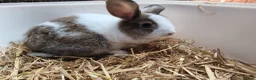 Mixed Breed rabbits for sale: 10 week old bunnies for sale - Advert 5