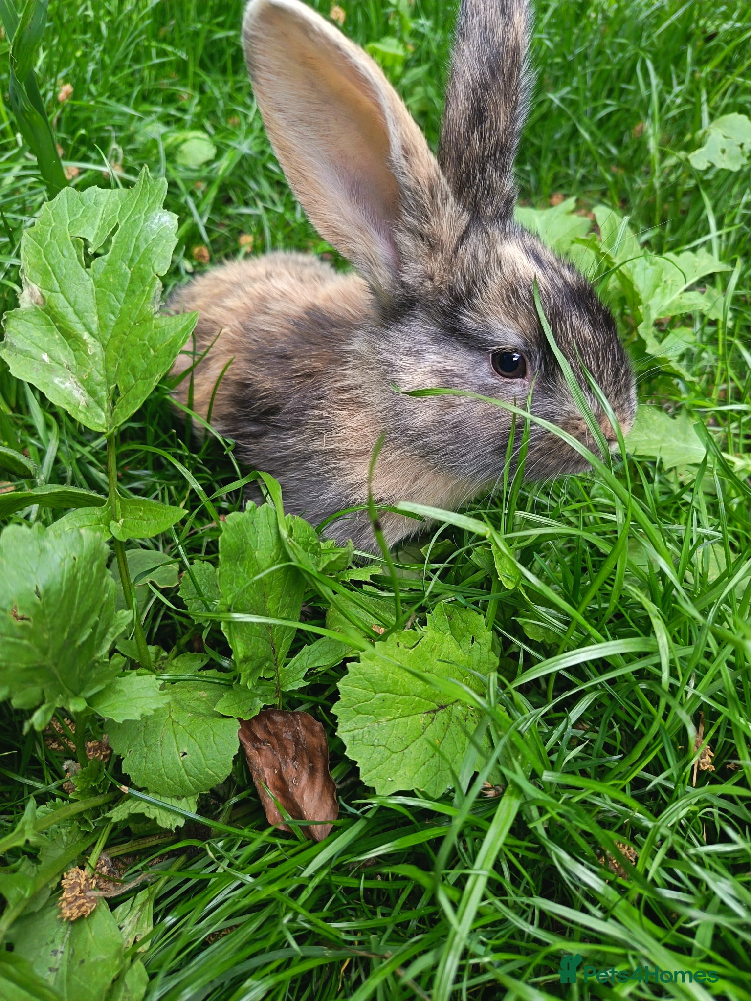Dwarf Lop rabbits 6 dwarf Lops  - Advert 19
