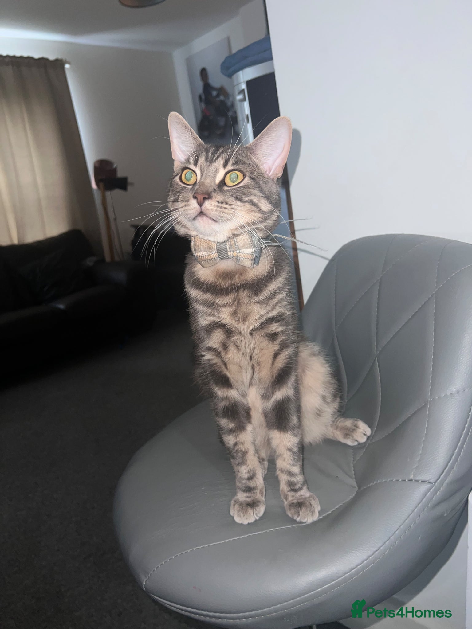 American Shorthair cats for sale: Adorable Tabby Cat for Sale! Sweetest Cat Ever - Advert 2