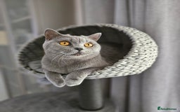 British Shorthair cats for sale: Looking for new Home ❤️ - Image 1