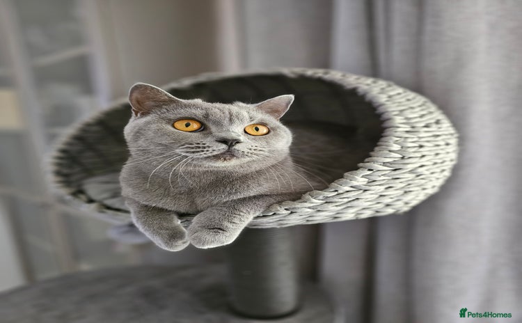 British Shorthair cats - Advert 10