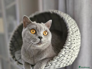 British Shorthair cats - Advert 4
