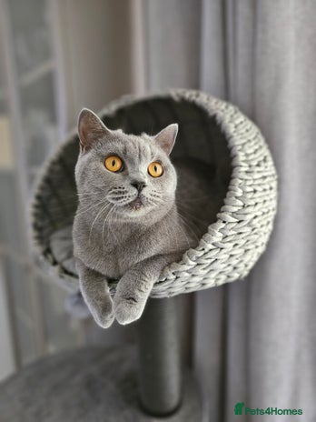 British Shorthair cats - Advert 4