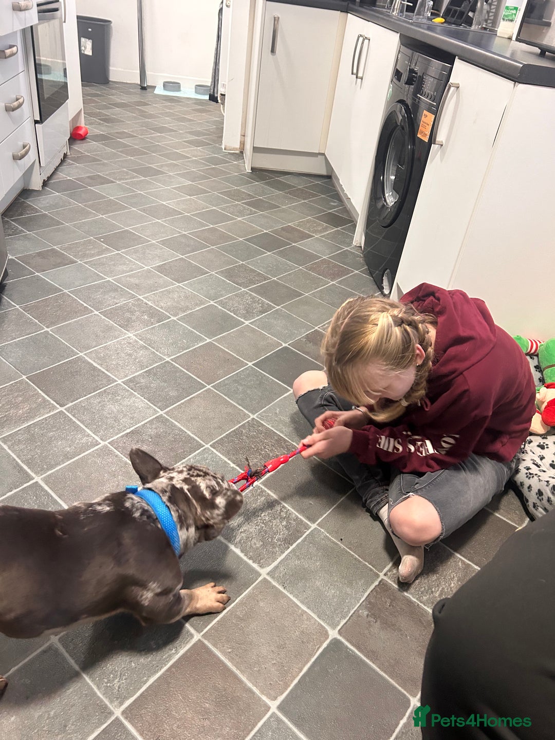 French Bulldog dogs for sale: Beautiful French bulldog - Advert 3