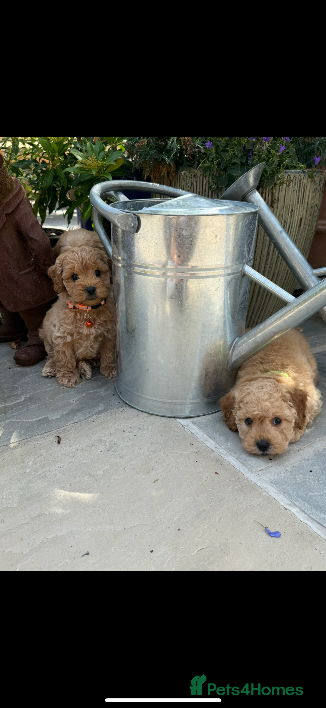 Cavapoo dogs for sale: Extensively Health Tested Apricot Cavapoo pups - Image 11