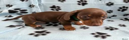 Miniature Dachshund dogs for sale: Miniature dachshund litter of 6 puppies in Southsea - Advert 8