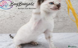 Bengal cats for sale: Champion line Superb Bengal Kittens  - Image 10