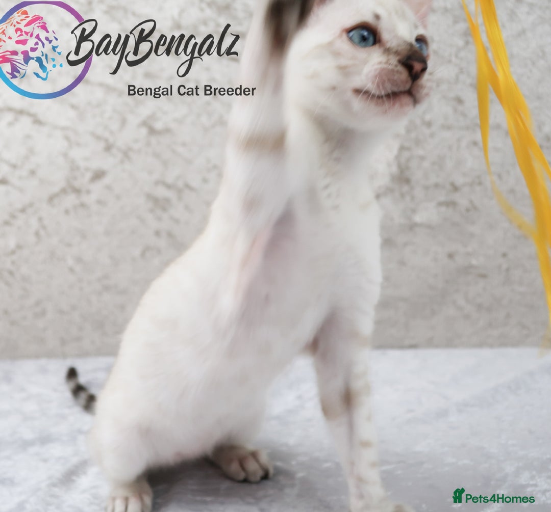 Bengal cats for sale: Champion line Superb Bengal Kittens  - Image 10